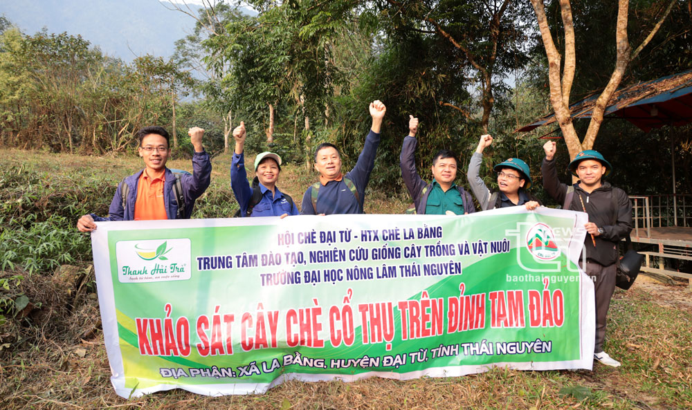 'Vén màn' bí ẩn chè cổ núi Tam Đảo thuộc địa phận Thái Nguyên - Kỳ 1: Hành trình vượt núi