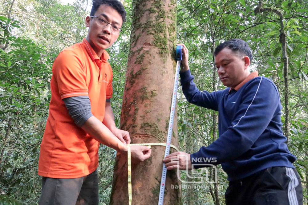 PGS. TS Hà Duy Trường (bên phải) và anh Trương Thủy Luân khảo sát cây chè cổ.