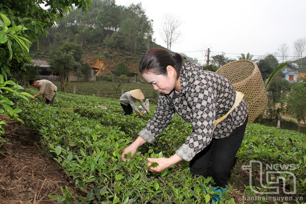 Phú Lương: Phấn đấu năm 2030 sản lượng chè búp tươi đạt trên 51.000 tấn