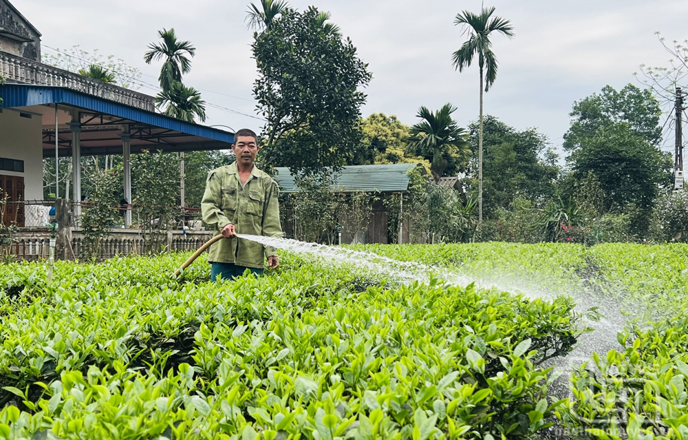 Sông Công nâng cao giá trị cây chè