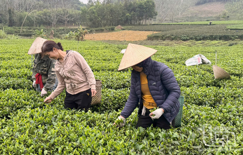 Chè xuân được mùa, được giá