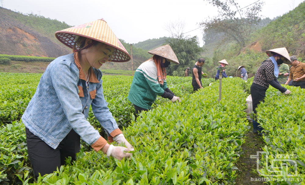 Yên Lạc phát triển cây trồng mũi nhọn