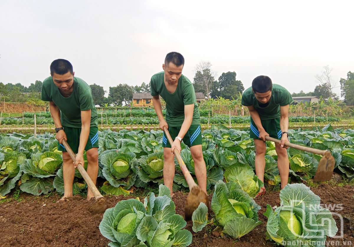 Chiến sĩ mới ở Lữ đoàn Pháo binh 382 (Quân khu 1) tăng gia.