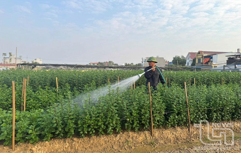 Chuyển đổi trên 1.020ha đất lúa kém hiệu quả sang cây trồng khác
