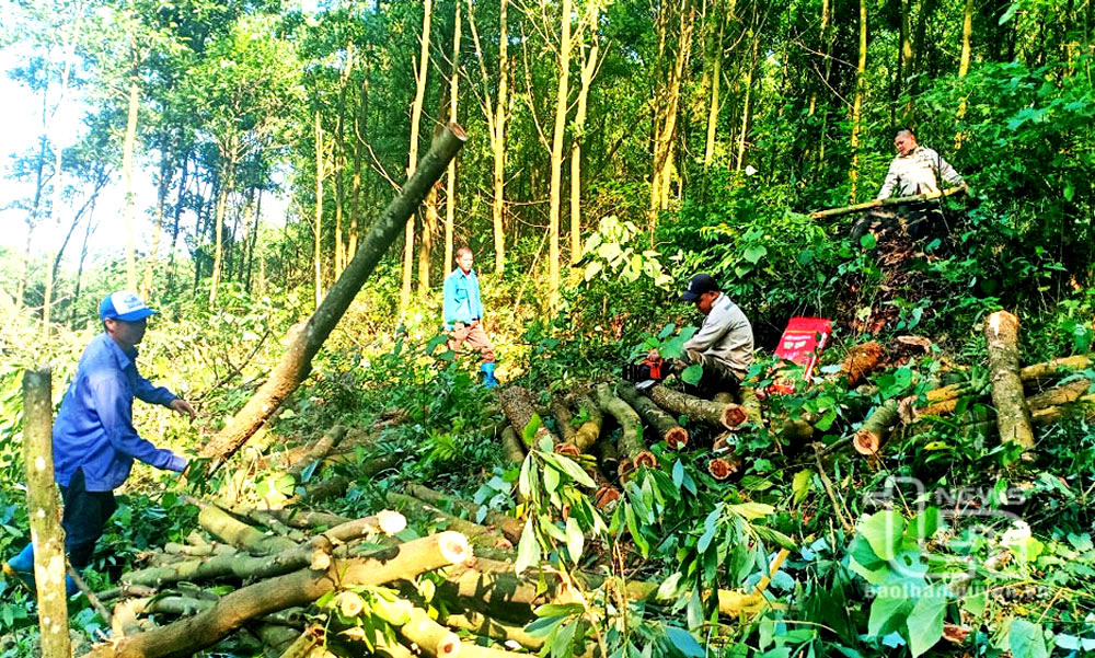 Thái Nguyên: Phát triển trên 15.880ha rừng gỗ lớn