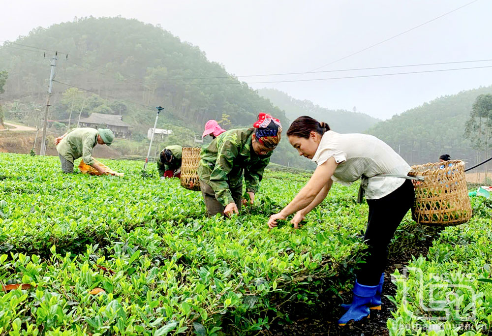 Nông dân xóm La Đùm, xã Văn Hán (Đồng Hỷ) thu hái chè xuân.