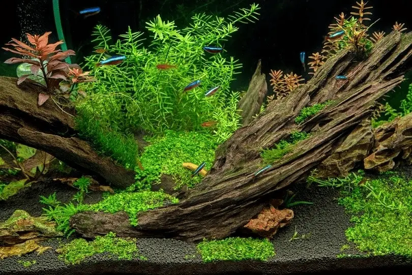 Terrariumvibe.com - Gỗ lũa thủy sinh chất lượng cho hồ cá và terrarium