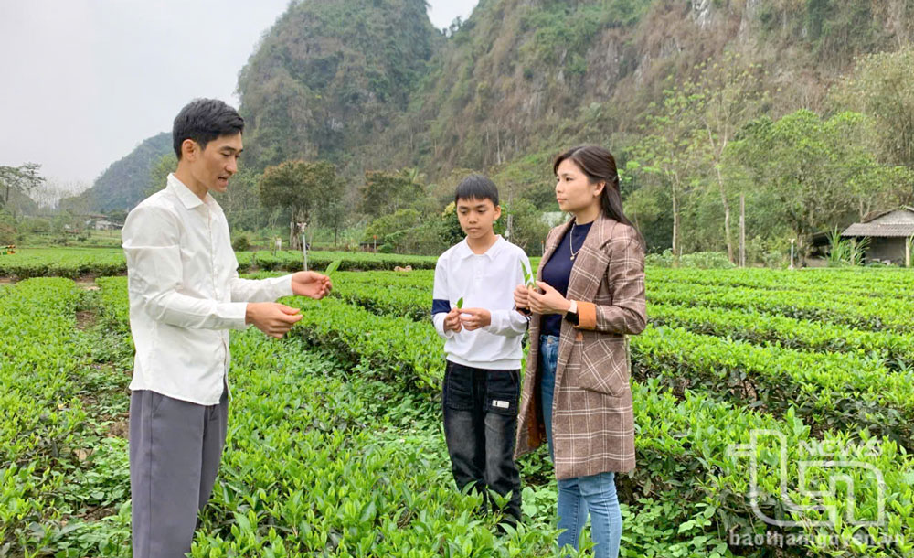 Từ búp chè xanh đến ước mơ xanh