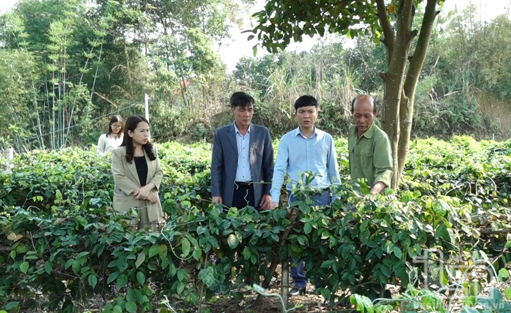 Khảo sát các mô hình tại Phú Lương
