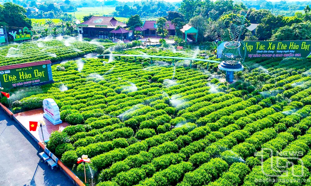 Thái Nguyên: Tăng hàm lượng khoa học, công nghệ cho ngành chè
