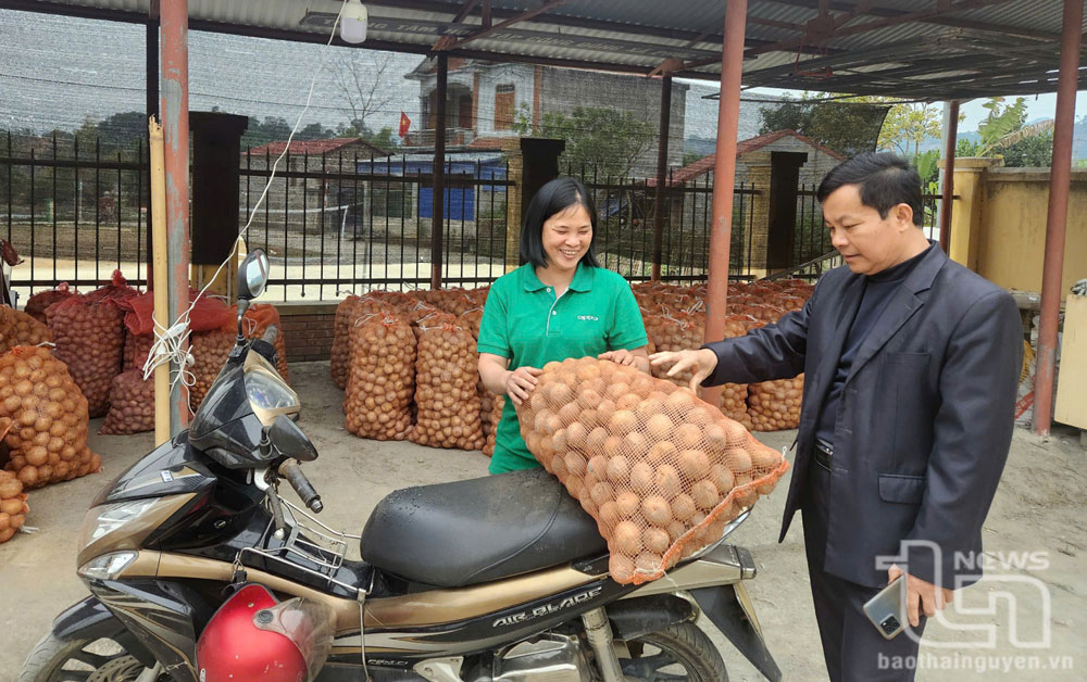 Cây khoai tây ở Phúc Chu: Phụ nhưng thu nhập chính