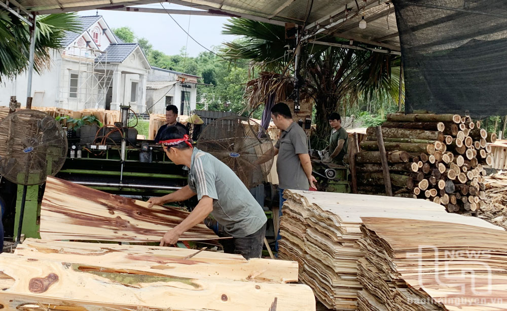 Đồng Hỷ phát huy giá trị kinh tế rừng