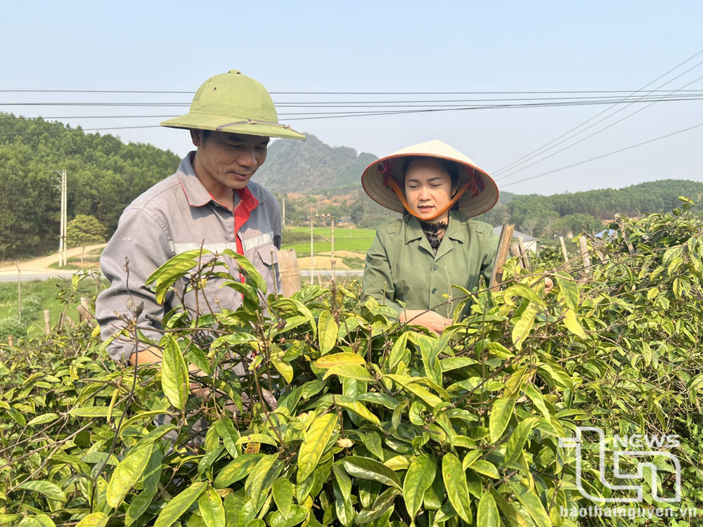 ​​​​​Khoa học công nghệ thúc đẩy phát triển kinh tế xanh, tuần hoàn