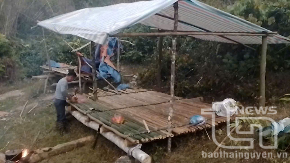 Chính quyền địa phương làm lán dừng chân trên núi Bóng để phục vụ lực lượng chức năng, nhà khoa học nghỉ ngơi khi thực hiện công tác bảo vệ, nghiên cứu, bảo tồn cây chè cổ.
