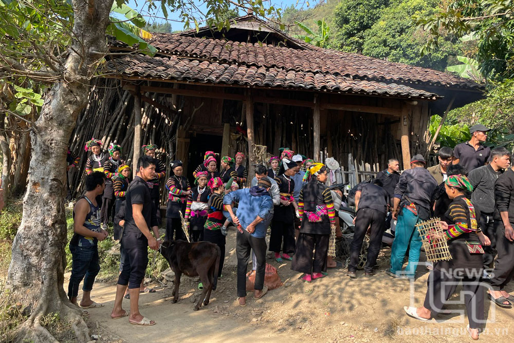 Quang cảnh chuẩn bị làm lễ hiến tế trong đám ma khô tại thôn Khuổi Khon, xã Kim Cúc, huyện Bảo Lạc (Cao Bằng).