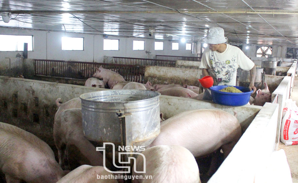 Sử dụng bột chè xanh nuôi lợn mang lại giá trị kinh tế cao