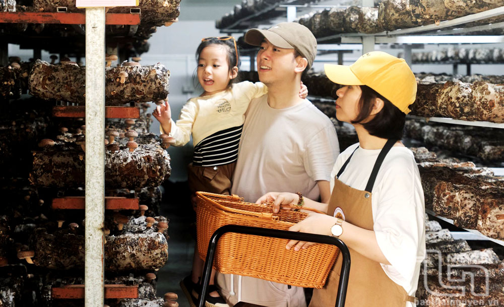 Nấm Phú Gia vươn ra thế giới