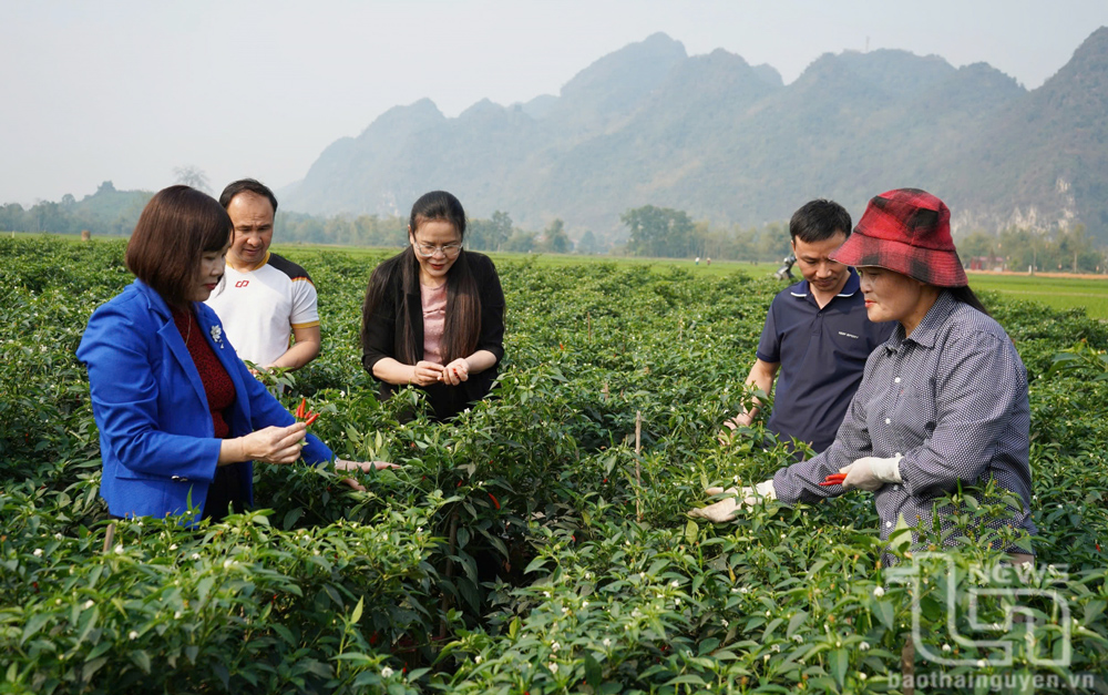 Lãnh đạo xã Tân Dương thăm mô hình của Tổ hợp tác trồng ớt chỉ thiên tại xóm Tân Tiến 2.