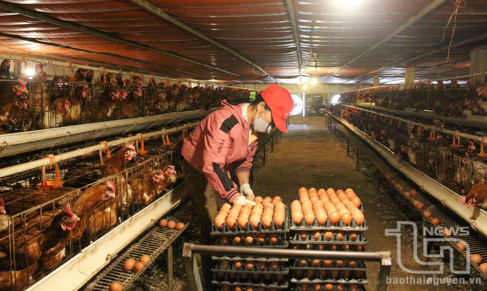 Đồng Hỷ: 17 trang trại chăn nuôi gà được chứng nhận VietGAP