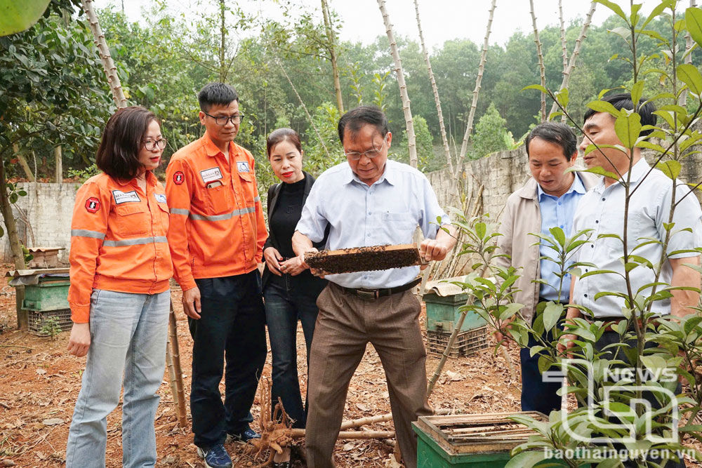 “Dẫn đường” cho người nuôi ong mật