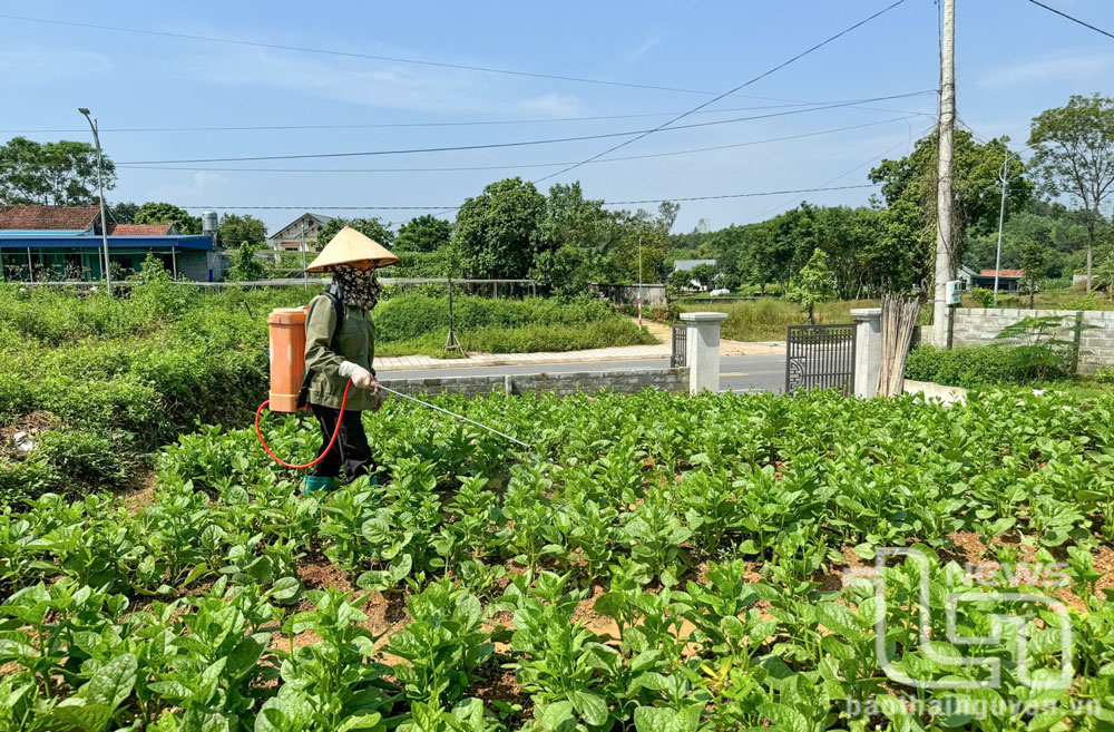 Người dân xóm Bến Đò, xã Linh Sơn (TP. Thái Nguyên) chủ động phòng trừ sâu bệnh cho rau xanh, bảo vệ diện tích cây trồng của gia đình.
