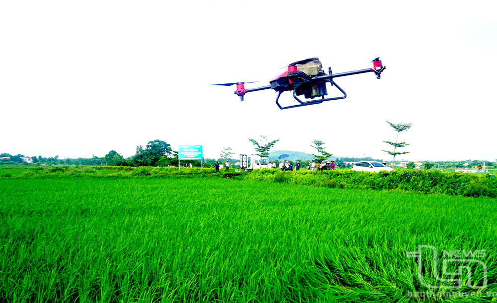 Sử dụng thiết bị bay không người lái để phun phân bón lá hữu cơ PAN cho cánh đồng lúa nếp Thầu dầu ở xã Úc Kỳ (Phú Bình).