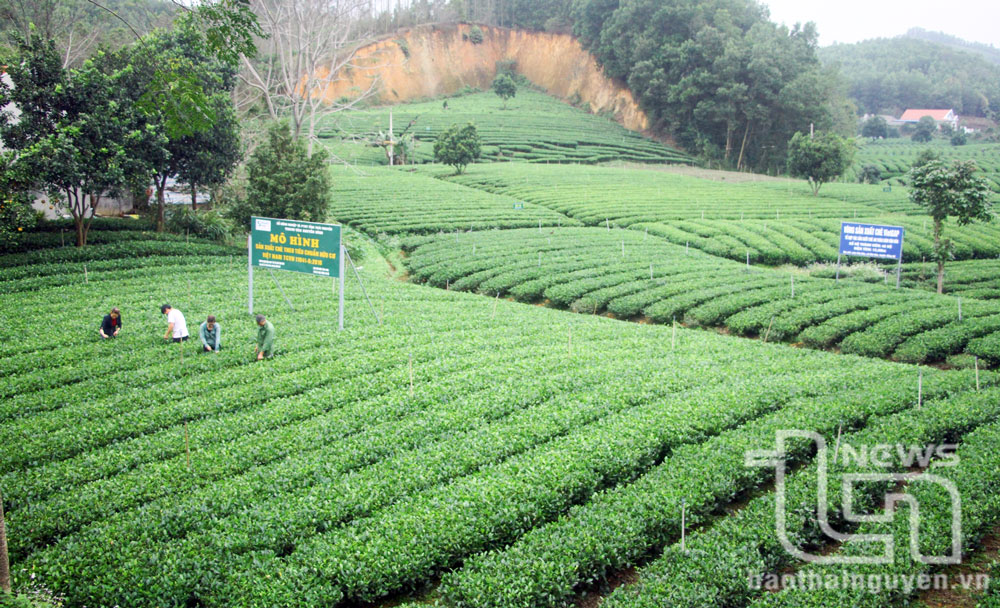 Phát triển vùng nguyên liệu: 'Chìa khóa' nâng cao chất lượng nông sản
