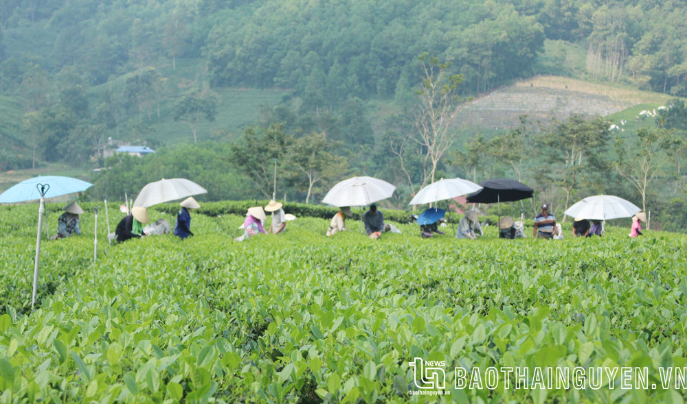 Đại Từ phát triển vùng chè tập trung quy mô lớn