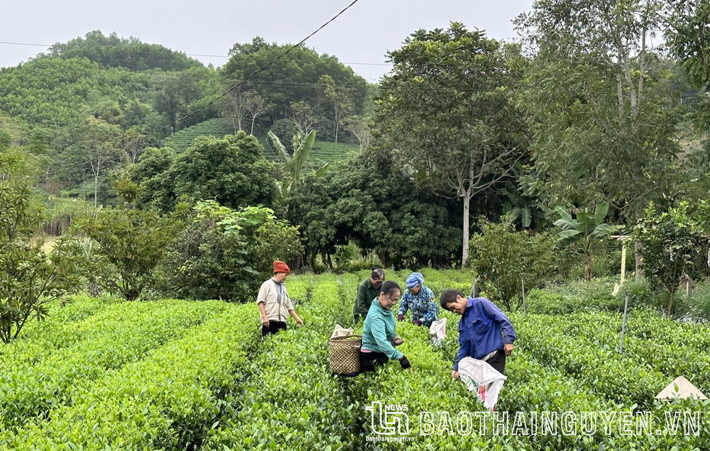 Đồng Hỷ: Diện tích chè VietGAP, hữu cơ tăng mạnh