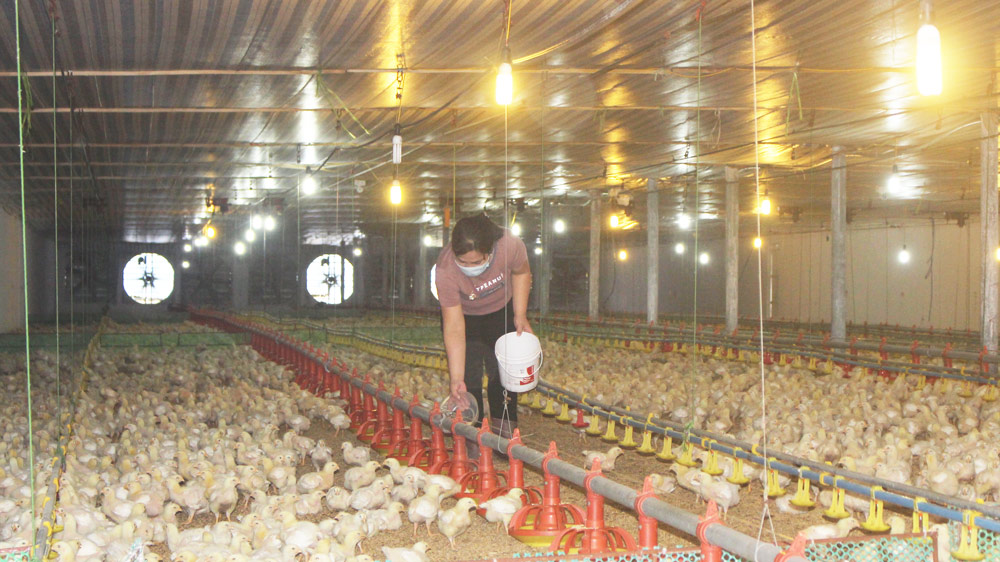 TP. Sông Công: Tiếp tục phát triển chăn nuôi theo quy mô trang trại