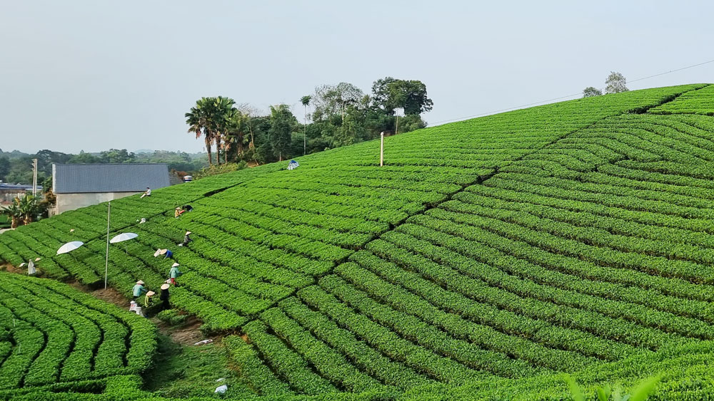 Triển khai 40ha chè hữu cơ theo tiêu chuẩn Việt Nam