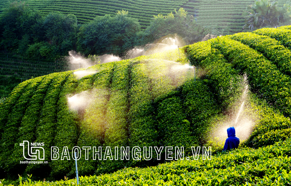 Người dân xã Hoàng Nông (Đại Từ) sử dụng hệ thống tưới tiết kiệm nước cho những đồi chè. Ảnh: T.L