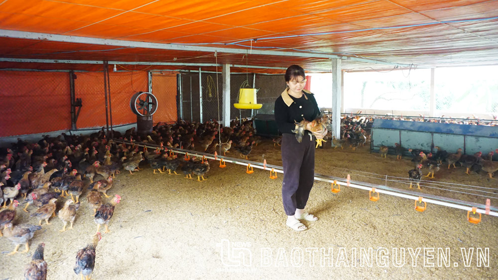 Nâng cao ý thức phòng, chống dịch cúm gia cầm