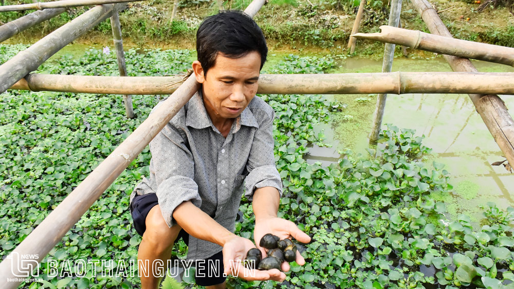 Nuôi ốc bươu đen: Đầu tư ít, hiệu quả cao