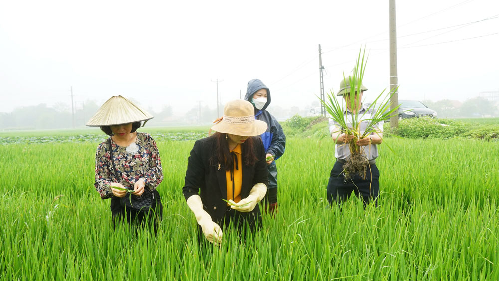 Tập trung phòng, trừ sâu bệnh hại cây trồng vụ xuân