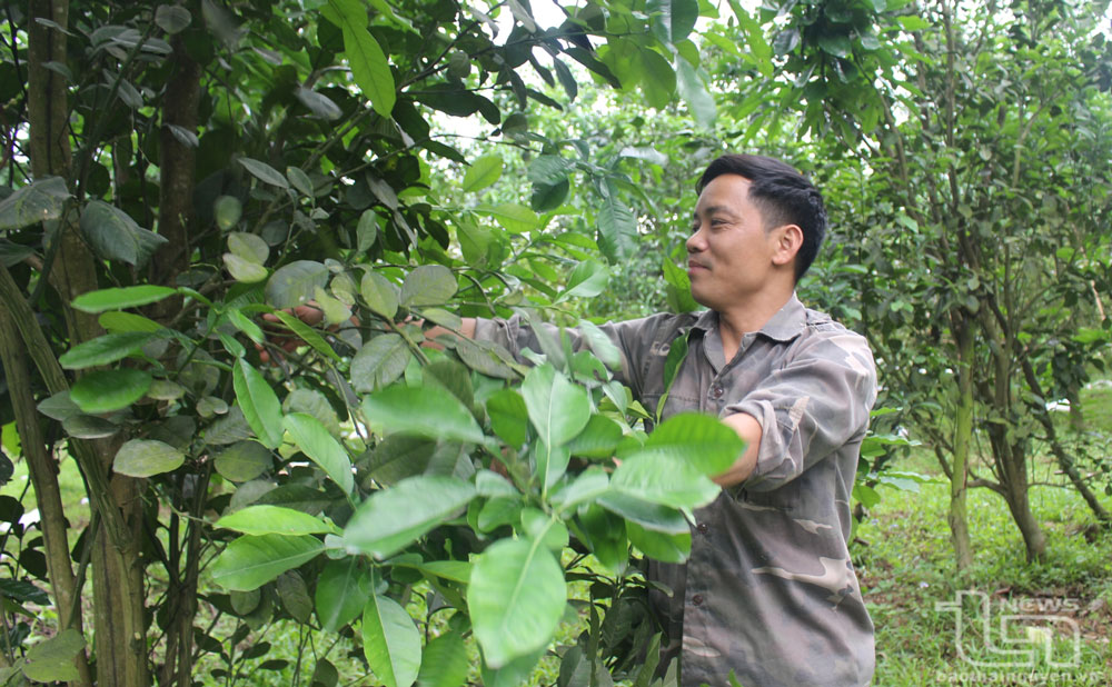 Gia đình anh Nông Văn Trường (ở xóm Na Tranh, xã Nam Hòa) có 2ha bưởi đạt tiêu chuẩn VietGAP.