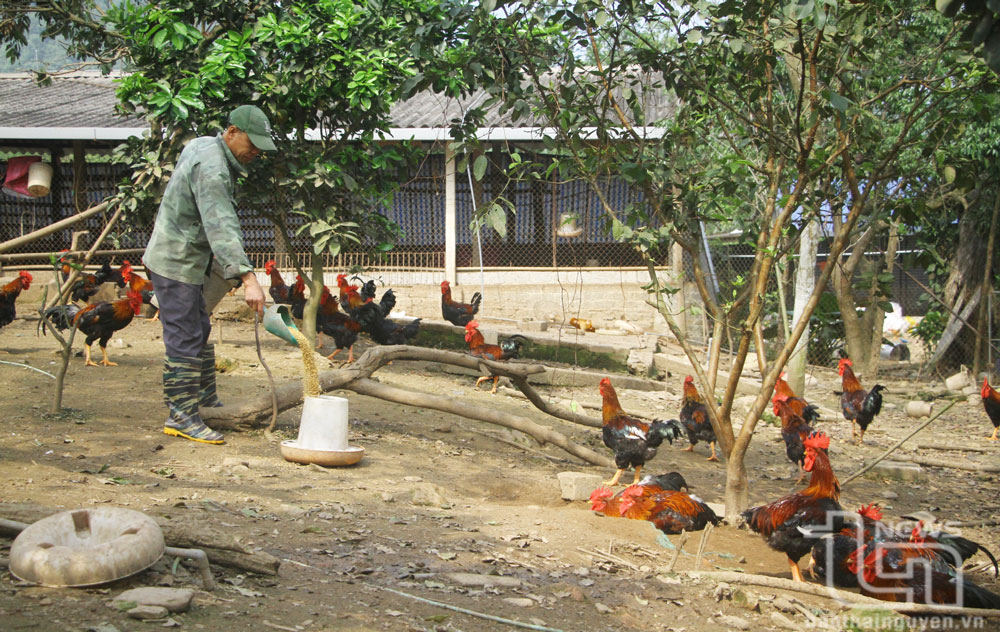 Giá cám giảm - động lực để phát triển chăn nuôi