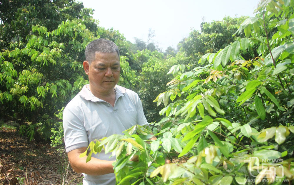 Nguy cơ mất mùa nhãn hiện hữu