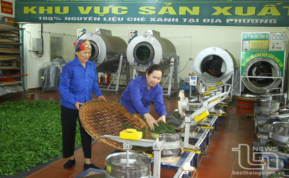 Việc sản xuất bột trà xanh matcha góp phần để Hợp tác xã chè Thịnh An ở thị trấn Sông Cầu (Đồng Hỷ) nâng cao giá trị sản phẩm từ cây chè.