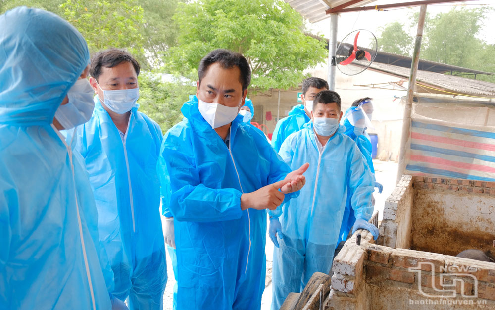 Chủ tịch UBND tỉnh kiểm tra mô hình nuôi lợn từ thức ăn có bổ sung trà xanh