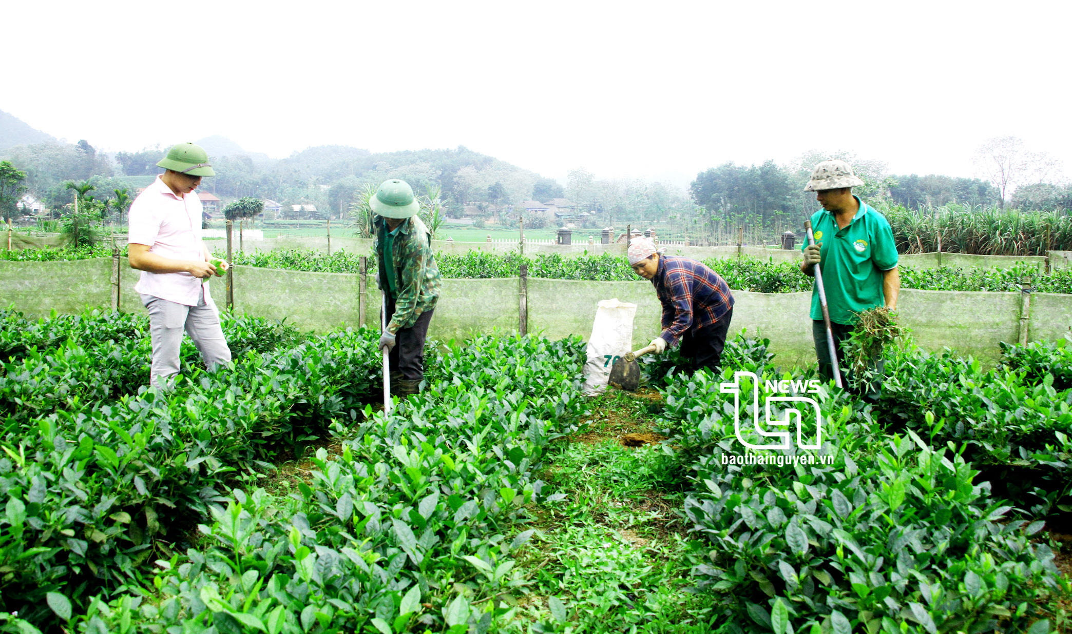 Đa lợi ích từ nông nghiệp tuần hoàn