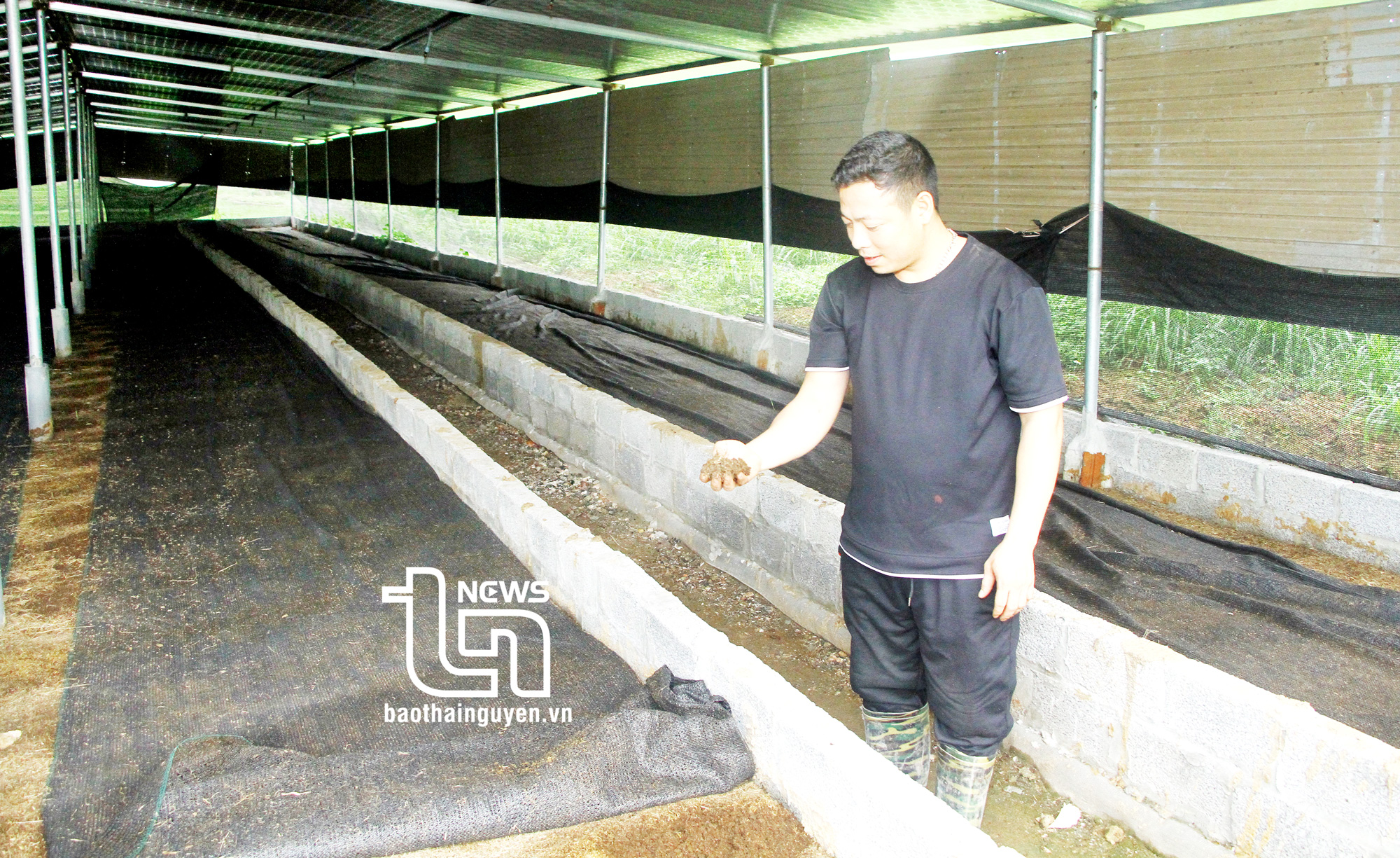 HTX chăn nuôi bò và dịch vụ sản xuất nông nghiệp Nga My (Phú Bình) hiện có khoảng 600m2 nuôi giun quế, đáp ứng việc xử lý lượng phân bò thải ra hàng ngày của các gia đình thành viên HTX.