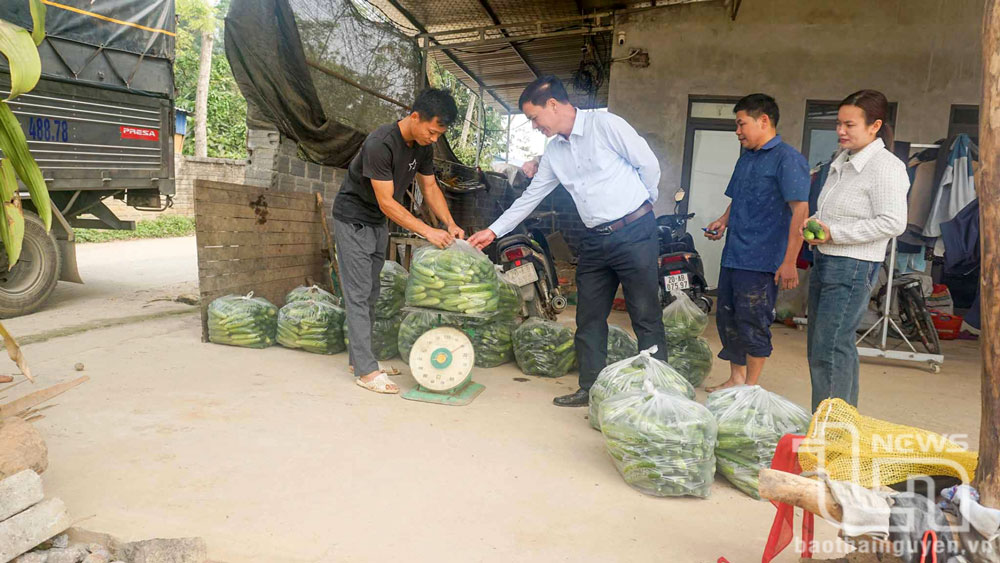 Từ việc liên kết giữa doanh nghiệp và người dân, nhiều loại nông sản của người dân huyện Định Hóa đã được bao tiêu thuận lợi, đạt hiệu quả kinh tế cao.