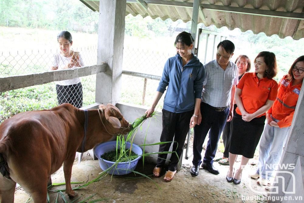 Hỗ trợ con giống chăn nuôi là một hoạt động thiết thực trong Chương trình Hỗ trợ cộng đồng của Công ty Núi Pháo.