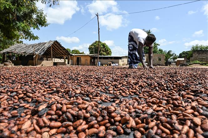 Nông dân phơi hạt ca cao tại làng Bringakro, Côte dIvoire. Ảnh tư liệu: AFP/TTXVN