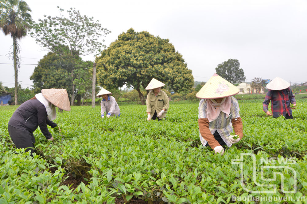 Cảnh quan các vùng chè trên địa bàn huyện Phú Lương luôn trong lành, thoáng đãng. Trong ảnh: Người dân xóm Gốc Gạo, xã Tức Tranh thu hái chè chính vụ.