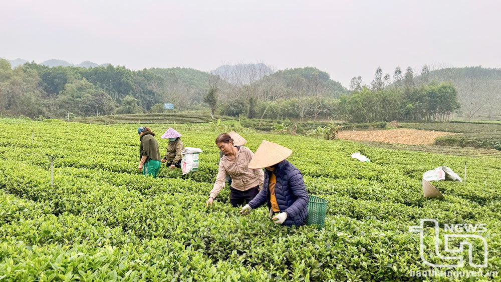 Cấp mã số cho 3.000ha cây trồng