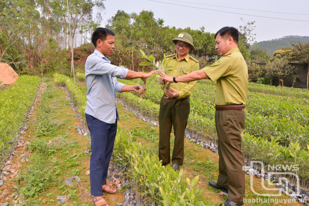 Cây giống trồng rừng được giá, người dân phấn khởi