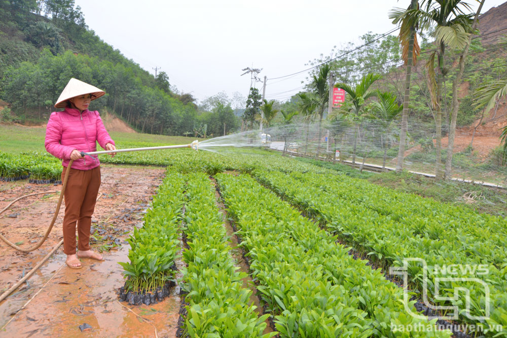 Người dân xã Yên Đổ chăm sóc cây keo giống.