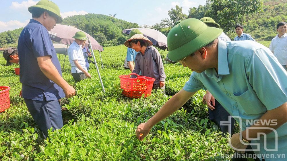 Thái Nguyên: Sản lượng chè búp tươi vượt kế hoạch